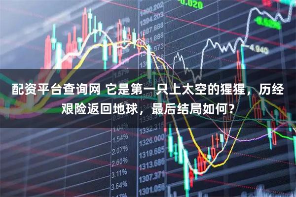 配资平台查询网 它是第一只上太空的猩猩，历经艰险返回地球，最后结局如何？